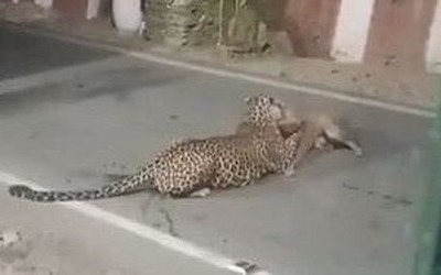 Chó nhà tử chiến báo hoa mai trong đêm và cái kết