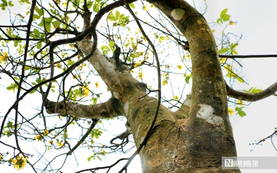 Vườn hoàng mai cổ ở Huế nở khoe sắc, báo hiệu Tết Nguyên đán cận kề