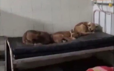 Sốc cảnh 3 con chó thản nhiên lên giường bệnh nhân nằm ngủ