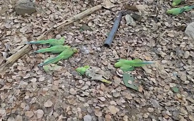 Phát hiện hơn 200 con chim chết bất thường trong khu rừng