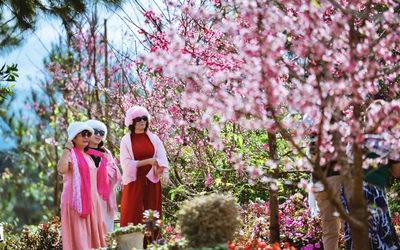 Ngắm hoa anh đào nở nhuộm hồng Măng Đen