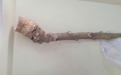 Nghe lời truyền miệng, người phụ nữ cắt loại cây "lạ" trong vườn ăn nào ngờ phải đi cấp cứu