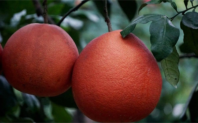 Từng là bưởi tiến vua, nay giống bưởi đỏ rực giúp nông dân “đếm tiền” mỗi dịp Tết