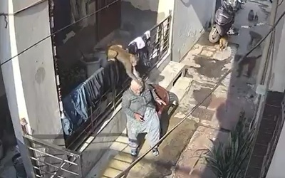 Khỉ hung dữ giật tóc, cắn cụ bà ngay trước nhà