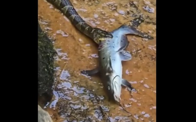 Đi câu cá, người dân sốc nặng khi thấy cảnh tượng trước mắt