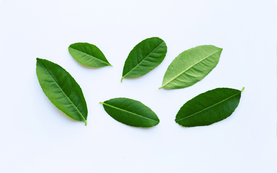 Đừng chỉ ăn quả, lá loại cây này quý như "nhân sâm người nghèo", ở quê rụng đầy gốc