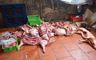 Khởi tố nhóm đối tượng thu mua lợn nhiễm bệnh rồi tung ra thị trường