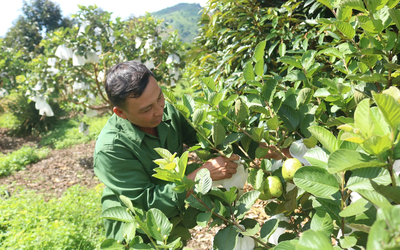 Chăm chỉ trồng 8 loại cây quen thuộc, anh nông dân Kon Tum thu hơn 1,5 tỷ đồng/năm