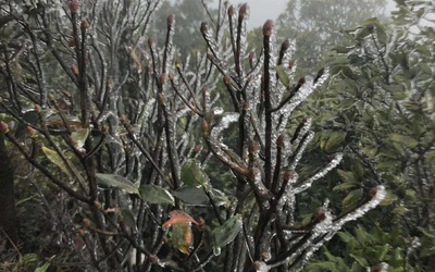 Miền Bắc rét "lạ": Mẫu Sơn -1 độ, băng giá phủ trắng; Bắc Ninh rét ngang Sa Pa