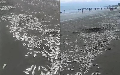 Đi dạo bờ biển, người dân bắt gặp cảnh tượng lạ chưa từng thấy