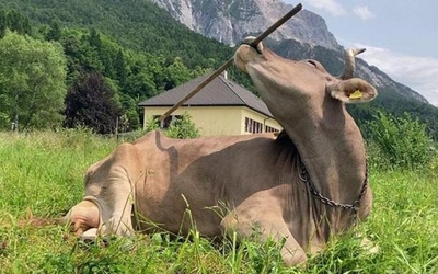 Con bò gây sốt khi sở hữu khả năng cực kỳ đặc biệt