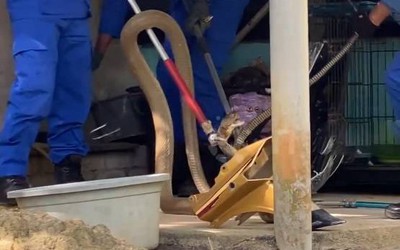 Bắt sống rắn hổ mang chúa dài 3,7 mét trong vườn nhà dân