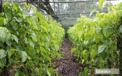 Trồng cây “đếm lá tính tiền”, nông dân Nghệ An thu bạc triệu dịp cận Tết