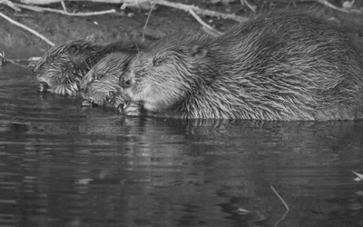 Loài vật quý hiếm bậc nhất hành tinh, tuyệt chủng 400 năm bất ngờ "tái xuất"