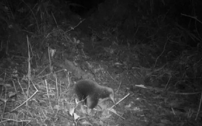 Loài vật quý hiếm bậc nhất hành tinh, tuyệt tích 60 năm bất ngờ "tái xuất" một cách bí ẩn