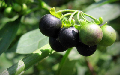 Loại quả dại xưa rụng thối gốc không ai "ngó" nay có giá gần 1 triệu/kg vẫn có người mua