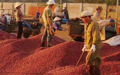 Giá cà phê tuần qua tăng cao, cả nước thu về 433 triệu USD từ xuất khẩu