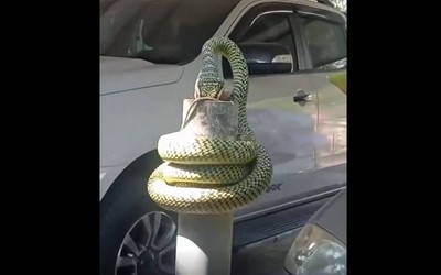 Nhìn ra vườn, người phụ nữ bắt gặp cảnh tượng nổi da gà