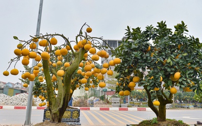 Thú chơi bưởi trụi lá hút khách ngày Tết