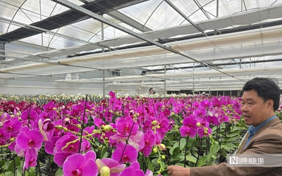 Cận cảnh vườn lan tiền tỷ của lão nông và xu hướng chơi lan hồ điệp ngày Tết