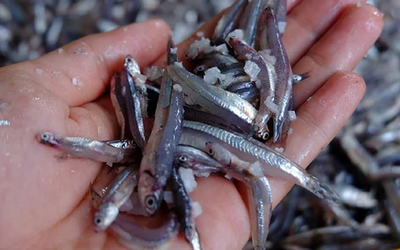 Loại cá "nhà nghèo" lại là kho thuốc quý với cơ thể, chợ Việt bán rẻ như cho