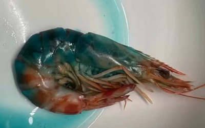 Tôm nấu chín chuyển sang màu xanh, bà nội trợ sợ hãi không dám ăn