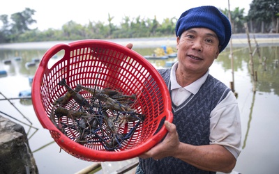 Nuôi con “biết nhảy” trên ruộng lúa, nhiều nông dân thu nhập tăng gấp 5 lần