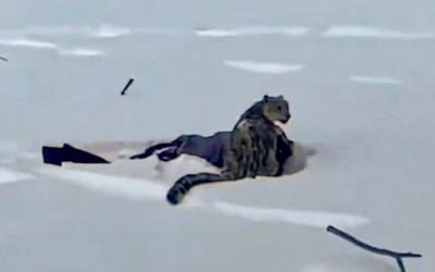 Lại gần chụp ảnh, người phụ nữ bị báo tuyết tấn công