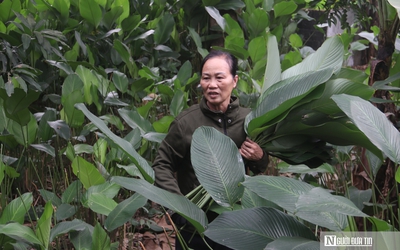 Lá dong Tràng Cát vào vụ Tết, người dân thu tiền triệu