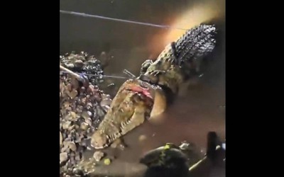 Đi tắm trên sông, nam thiếu niên bị thứ đáng sợ cắn tử vong