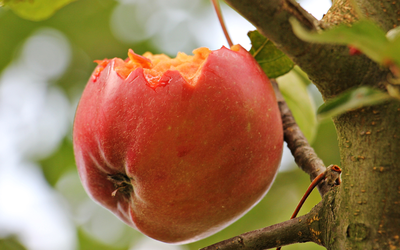 Cảnh báo y tế: Virus Nipah có thể lây qua thực phẩm, cần gọt vỏ trái cây trước khi ăn