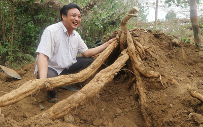 2 loại củ giải rượu cực tốt, nhất cái số 1 ở Việt Nam có đầy