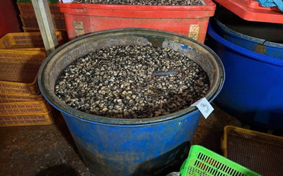 Vụ 3.000 tấn ốc ngâm “thủy tinh lỏng”: Natri silicate tàn phá cơ thể người như thế nào?