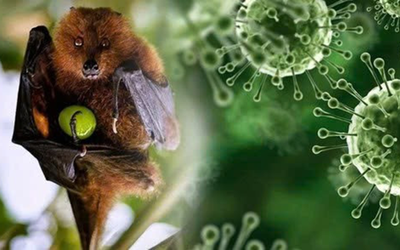 Virus Nipah: Chuyên gia chỉ rõ nhóm người có nguy cơ cao cần đặc biệt lưu ý