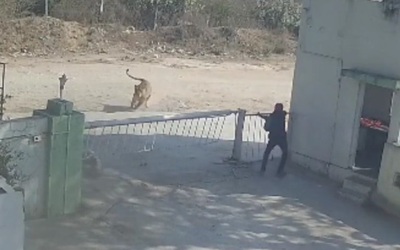 Người đàn ông chạm trán sư tử ở trước cửa nhà máy và cái kết