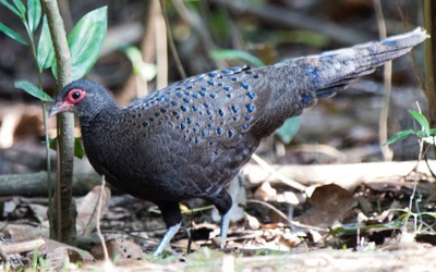 Vào rừng săn bắt gà tiền mặt đỏ, 2 người lĩnh hơn 6 năm tù