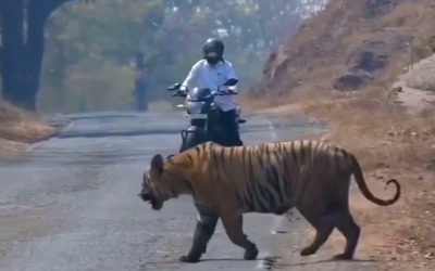 Người đàn ông đi xe máy chạm trán hổ dữ ở giữa đường và cái kết