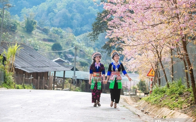 Mê mẩn sắc hoa anh đào bung nở rực rỡ ở Nghệ An