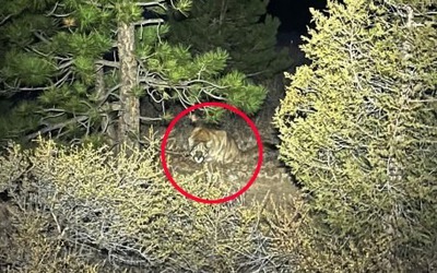 Người phụ nữ tử vong trên con đường mòn nghi bị báo sư tử tấn công