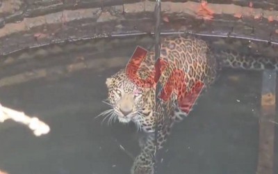 Báo tấn công người đàn ông, cả hai rơi xuống giếng tử vong