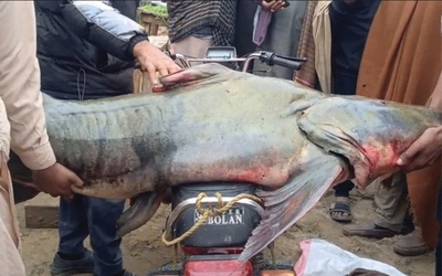 Bắt được con cá nặng 102kg, ngư dân liền bán với giá 58 triệu đồng