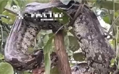 Nhìn lên cây, người đàn ông phát hiện cảnh tượng "nổi da gà"