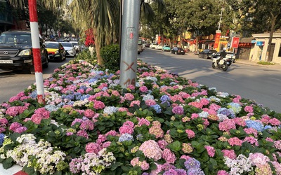 Sắc hoa điểm tô không gian đô thị Hà Nội, người dân đua nhau "check in"