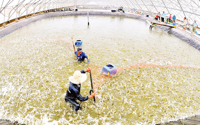 Anh nông dân nuôi con "mê bơi lội", mỗi năm nhẹ nhàng bỏ túi 8 tỷ đồng