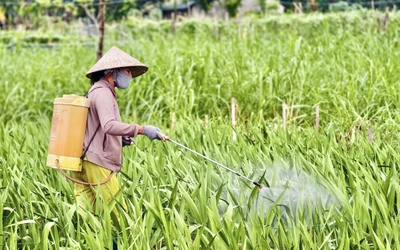 Nhà vườn Quảng Ngãi căng mình chống chọi thời tiết, giữ vụ hoa lay ơn Tết