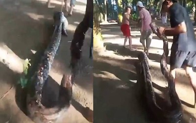Bắt sống trăn khổng lồ dài 6 mét tấn công bé trai đang câu cá