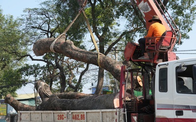 Hà Nội: Di dời, đốn hạ hàng chục cây xà cừ cổ thụ mở rộng đường hơn 3.000 tỷ đồng