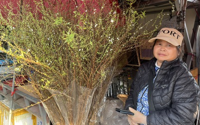 Hà Nội: Thị trường hoa Tết nhộn nhịp, nguồn cung dồi dào