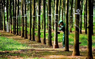 VinaCapital giảm sở hữu tại Cao su Phước Hòa xuống dưới 5%