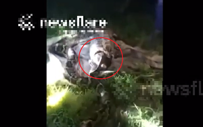 Nhìn ra vườn, người dân phát hiện cảnh tượng "nổi da gà" giữa đêm